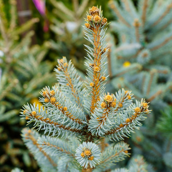 Hoopsii Colorado Spruce - Spruce - Conifers