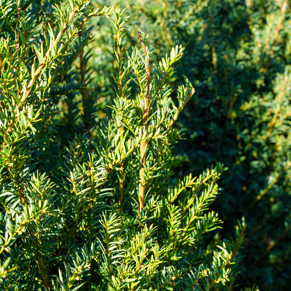 Hopkins Giant European Yew - Yew - Shrubs