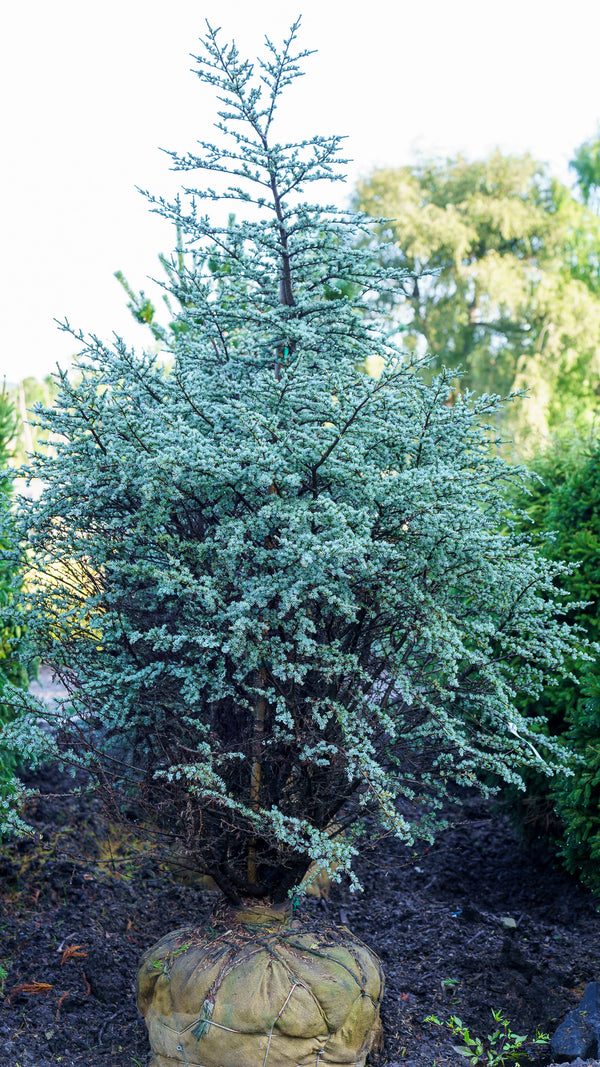 Horstmann Blue Atlas Cedar