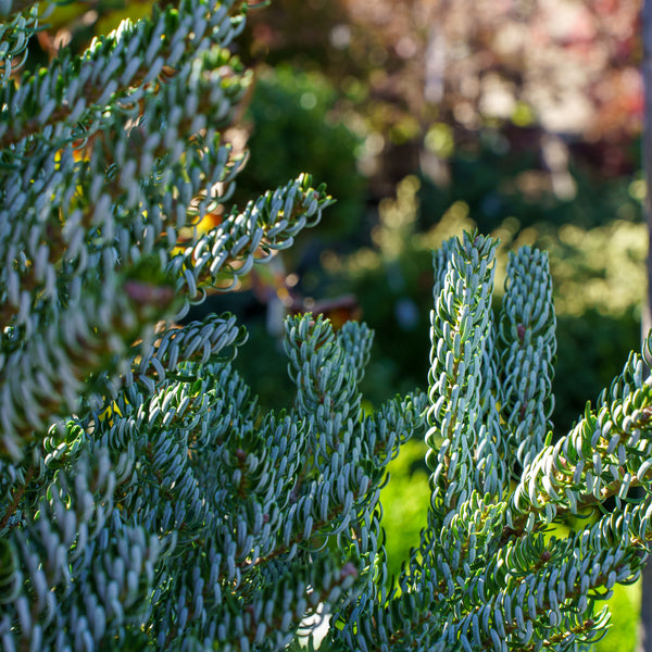 Horstmann's Siberlocke Korean Fir