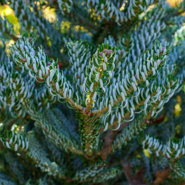 Horstmann's Siberlocke Korean Fir