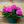 Load image into Gallery viewer, Hydrangea Bloom - Other Houseplants - Houseplants
