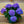 Load image into Gallery viewer, Hydrangea Bloom - Other Houseplants - Houseplants
