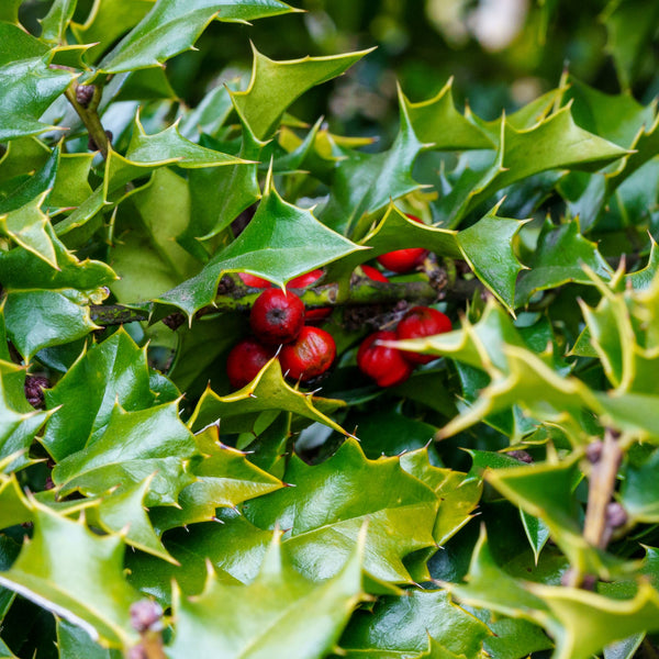 Red Beauty Holly - Holly - Hollies