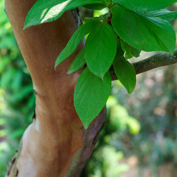 Japanese Stewartia - Other Flowering Trees - Flowering Trees