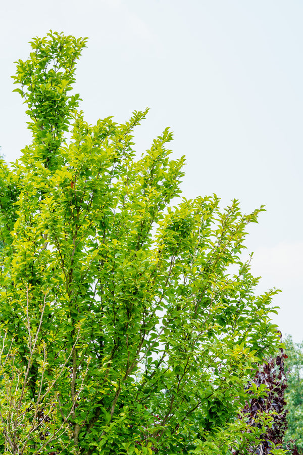 Japanese Stewartia - Other Flowering Trees - Flowering Trees