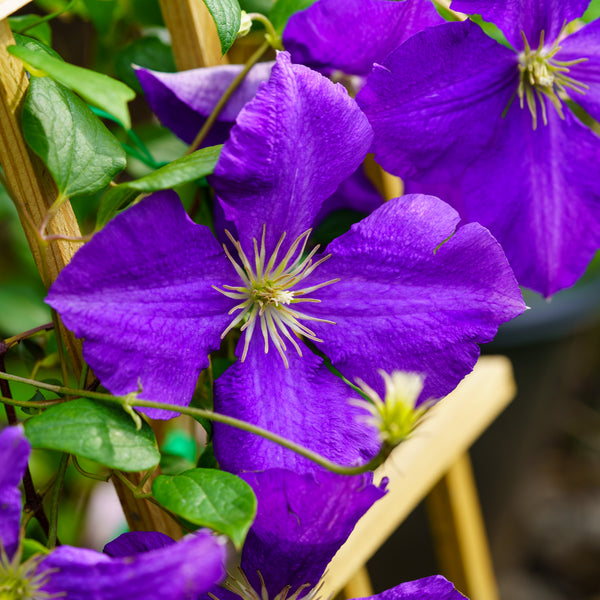 Jackman Superba Clematis