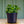 Load image into Gallery viewer, Jade - Succulents - Houseplants
