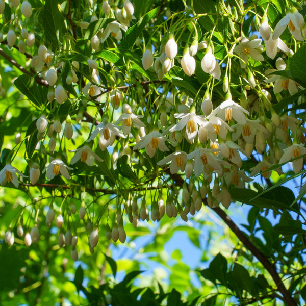 Japanese Snowbell