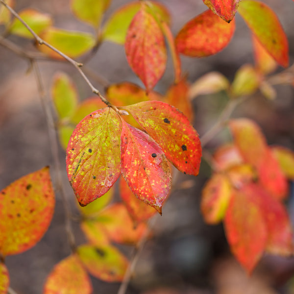 Japanese Stewartia