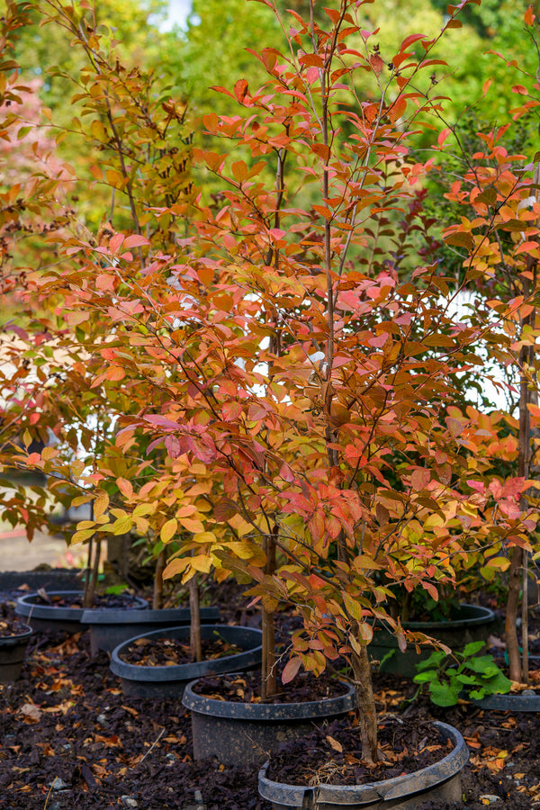 Japanese Stewartia - Other Flowering Trees - Flowering Trees