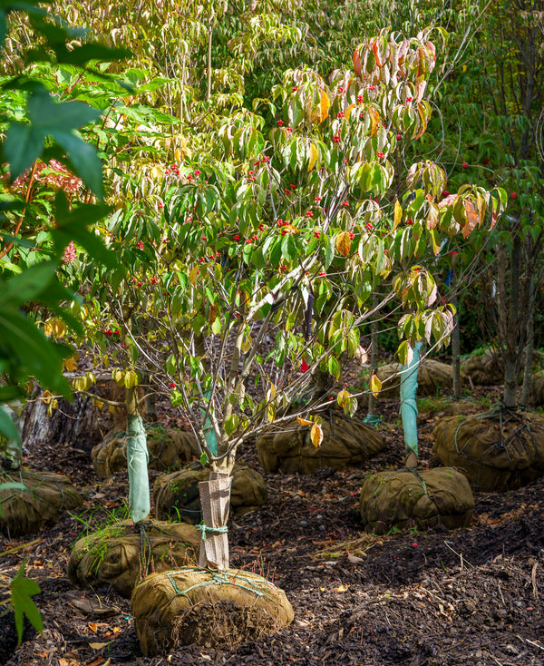 Jean's Appalachian Snow Dogwood - Dogwood Tree - Flowering Trees