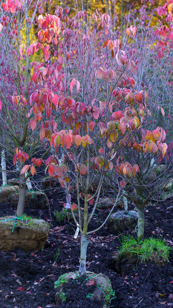 Jean's Appalachian Snow Dogwood