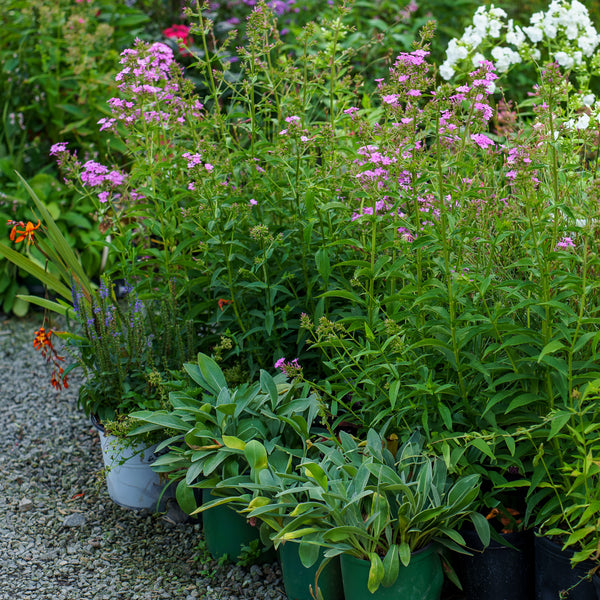 Jeana Garden Phlox