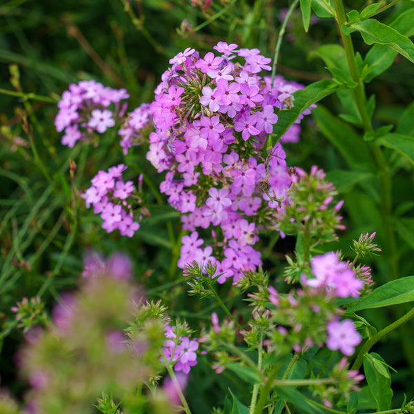 Jeana Garden Phlox