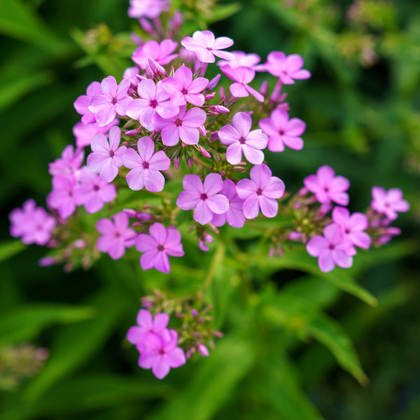 Jeana Garden Phlox