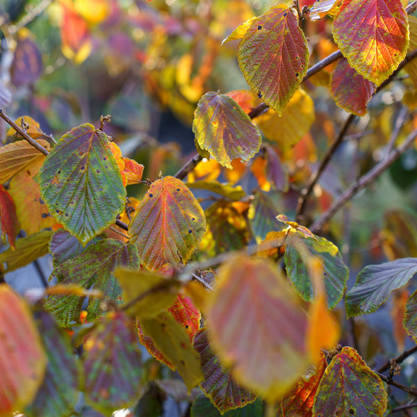 Jelena Witch Hazel