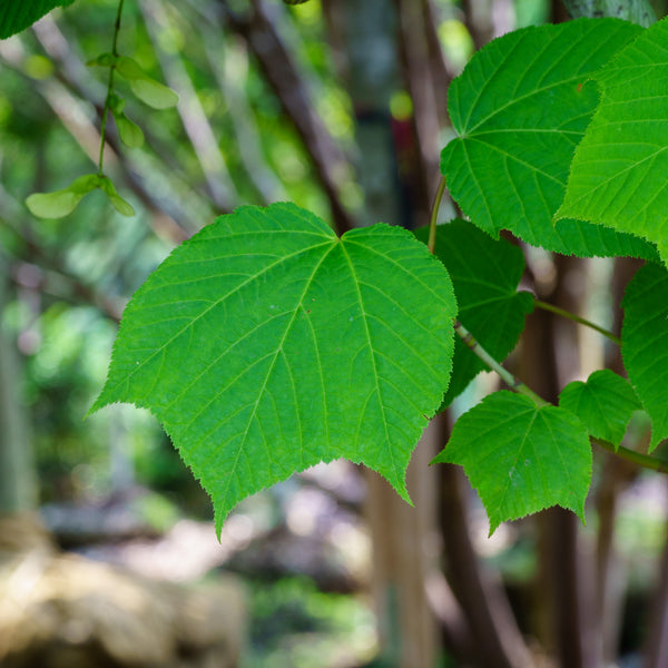 Joe Witt Snakebark Maple - Maple - Shade Trees