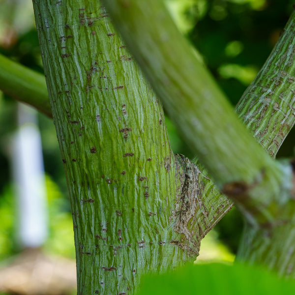 Joe Witt Snakebark Maple - Maple - Shade Trees