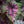 Load image into Gallery viewer, Jurassic Watermelon Rex Begonia - Begonias - Houseplants
