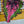 Load image into Gallery viewer, Jurassic Watermelon Rex Begonia - Begonias - Houseplants
