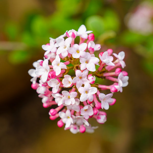 Korean Spice Viburnum - Viburnum - Shrubs