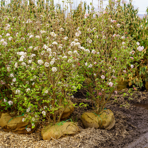 Korean Spice Viburnum - Viburnum - Shrubs