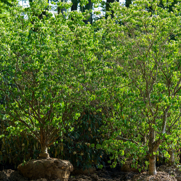 Kousa Dogwood - Dogwood Tree - Flowering Trees