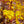 Load image into Gallery viewer, Katsura Japanese Maple - Japanese Maple - Japanese Maples
