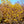 Load image into Gallery viewer, Katsura Japanese Maple - Japanese Maple - Japanese Maples
