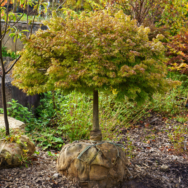 Kiyohime Japanese Maple