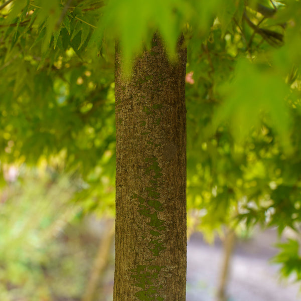 Kiyohime Japanese Maple