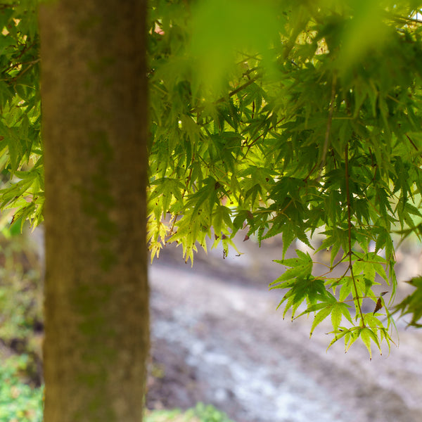 Kiyohime Japanese Maple