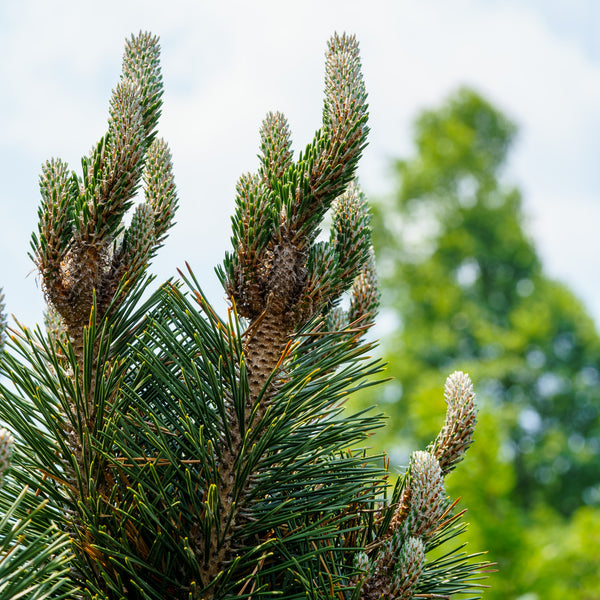 Kotobuki Japanese Black Pine - Pine - Conifers