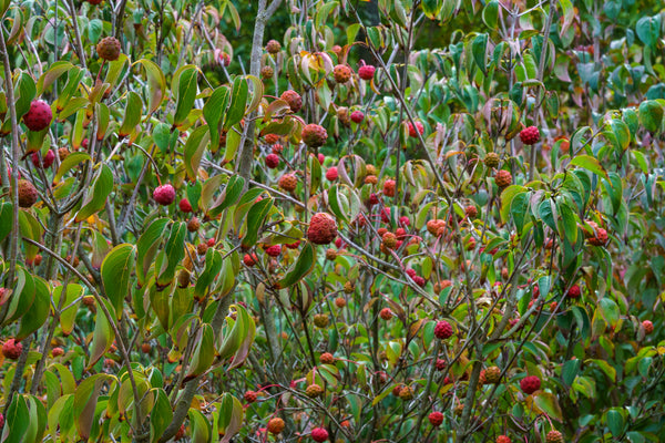 Kousa Dogwood - Dogwood Tree - Flowering Trees