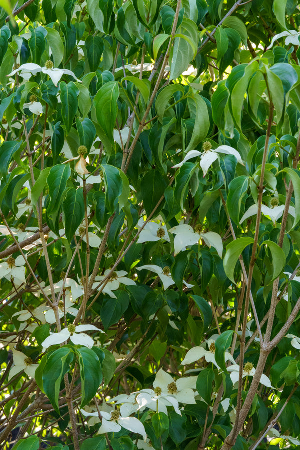 Kousa Dogwood - Dogwood Tree - Flowering Trees