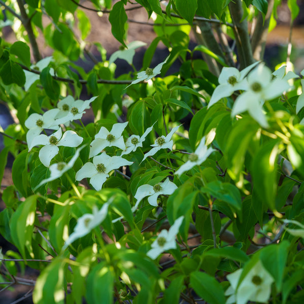 Kousa Dogwood - Dogwood Tree - Flowering Trees