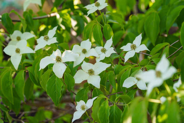 Kousa Dogwood - Dogwood Tree - Flowering Trees