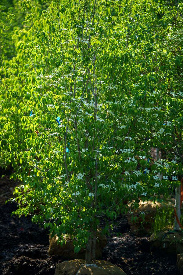 Kousa Dogwood - Dogwood Tree - Flowering Trees