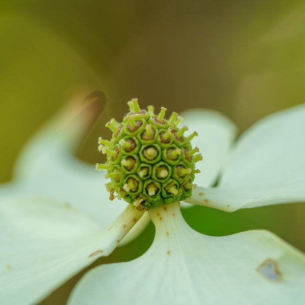 Kousa Dogwood - Dogwood Tree - Flowering Trees