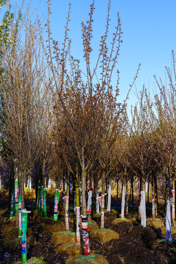 Kwanzan Flowering Cherry - Cherry - Flowering Trees