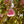 Load image into Gallery viewer, Kwanzan Flowering Cherry - Cherry - Flowering Trees

