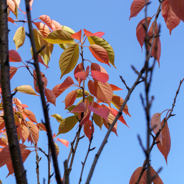 Kwanzan Flowering Cherry