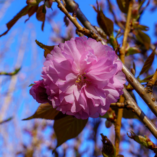 Kwanzan Flowering Cherry - Cherry - Flowering Trees