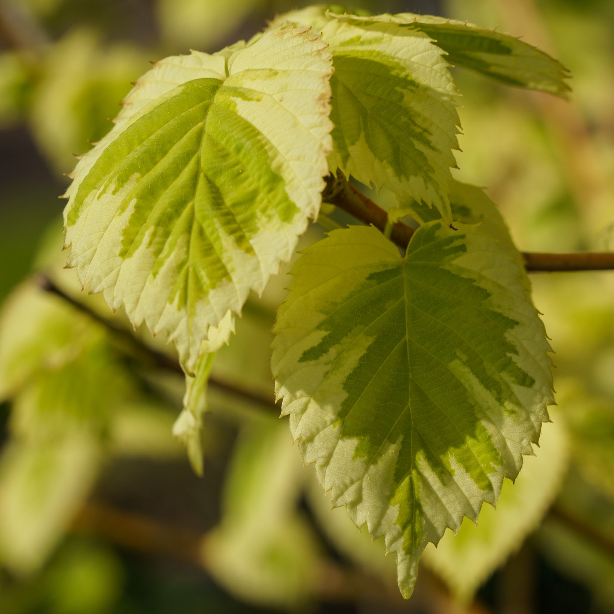 Lady Sunshine Dove Tree – Plant Detectives