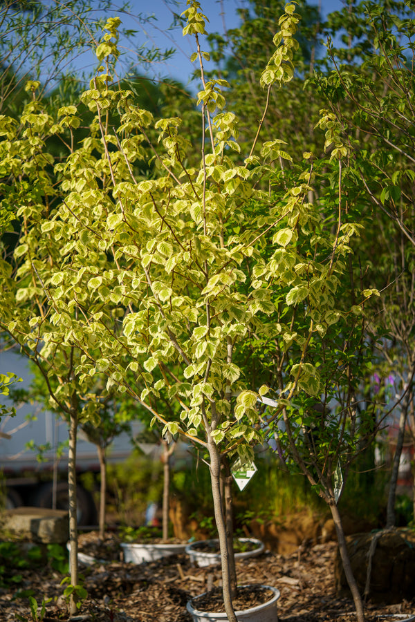 Lady Sunshine Dove Tree - Other Flowering Trees - Flowering Trees