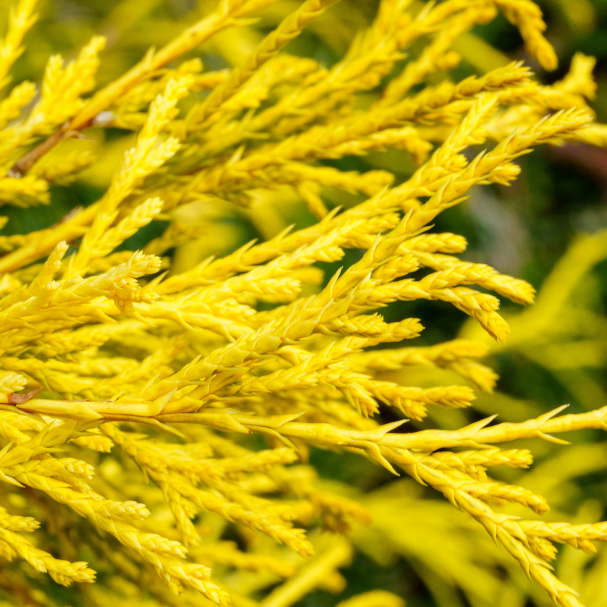 Lemon Thread False Cypress – Plant Detectives