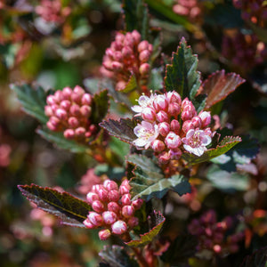 Little Devil Ninebark - Ninebark - Shrubs