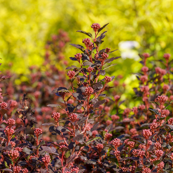 Little Joker Ninebark - Ninebark - Shrubs