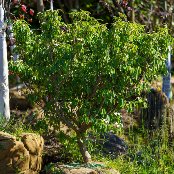 Little Poncho Dogwood - Dogwood Tree - Flowering Trees